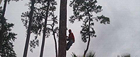 Tree Service, Tree Removal Services and Tree Trimming Services